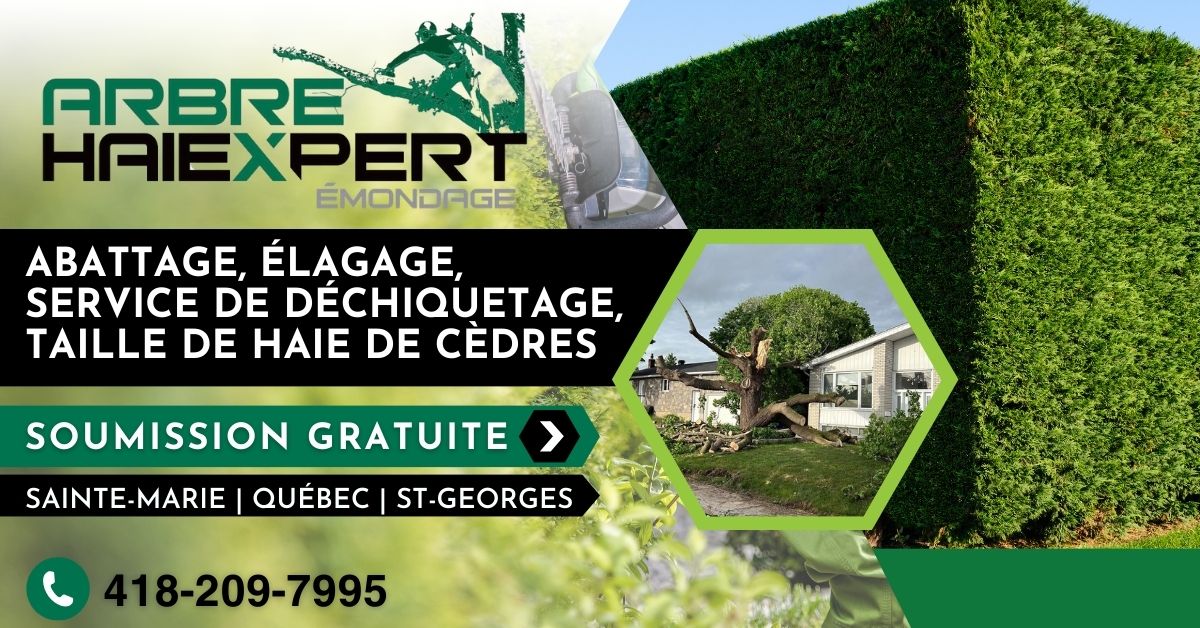 arbre haiexpert